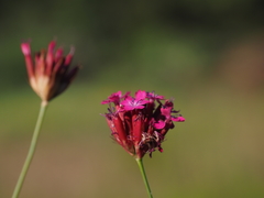 Dianthus cruentus