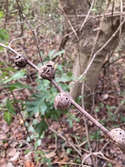 Callirhytis quercusbatatoides