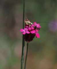 Dianthus cruentus