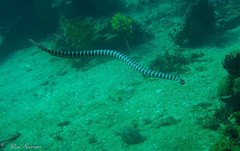 Laticauda semifasciata