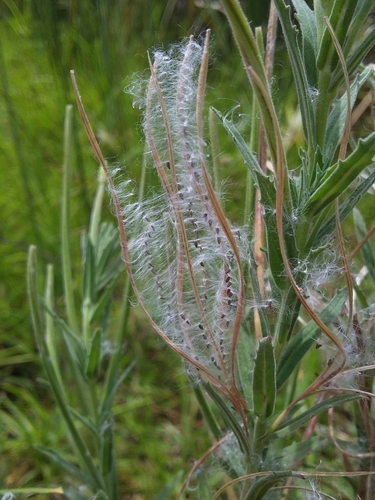 Image of Epilobium hirtigerum by no rights reserved