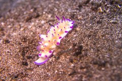 Mexichromis multituberculata