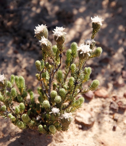 Phylica affinis (Phylica affinis)
