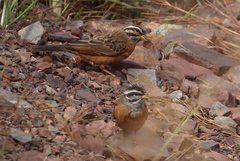 Emberiza goslingi