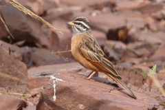 Emberiza goslingi