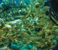 Ostorhinchus properuptus