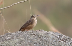 Anthus similis