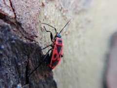Pyrrhocoris apterus