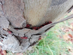 Pyrrhocoris apterus