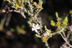 Agathosma spinescens