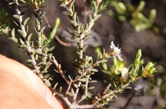 Agathosma spinescens