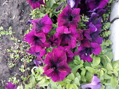 Petunia × atkinsiana