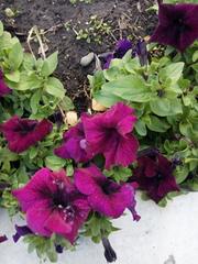 Petunia × atkinsiana