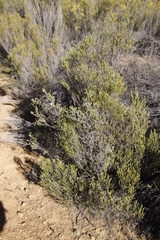 Agathosma spinescens