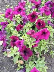Petunia × atkinsiana