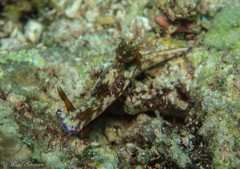 Hypselodoris krakatoa