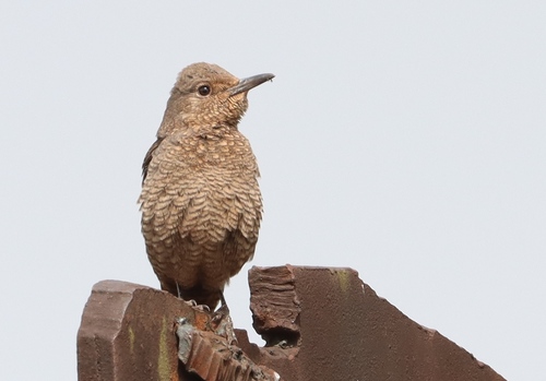 Blue Rock-Thrush