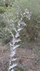 Cirsium scabrum