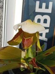 Paphiopedilum