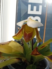 Paphiopedilum