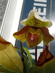 Paphiopedilum