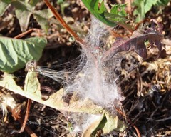 Habronattus captiosus