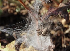 Habronattus captiosus