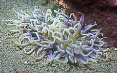 Macrodactyla doreensis