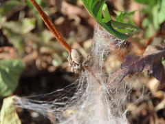 Habronattus captiosus
