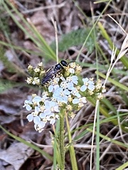 Philanthus solivagus