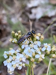 Philanthus solivagus