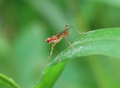 Compsobata
