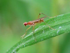 Compsobata