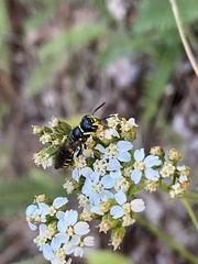 Philanthus solivagus