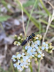 Philanthus solivagus