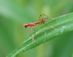 Compsobata
