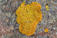 Polycauliona impolita