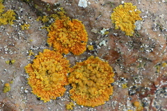 Polycauliona impolita