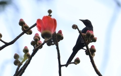 Onychognathus fulgidus