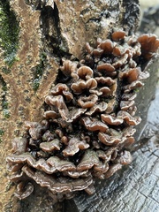 Auricularia mesenterica