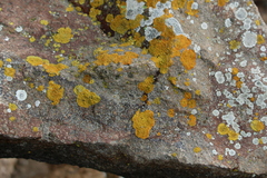 Polycauliona impolita