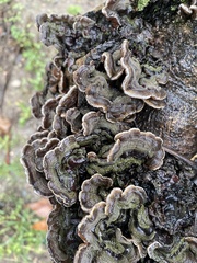 Auricularia mesenterica