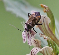 Closterotomus cinctipes