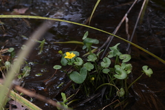 Caltha palustris