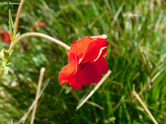 Geum quellyon