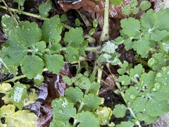 Chelidonium majus