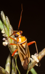 Stenotus transvaalensis