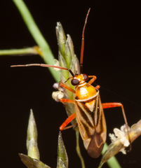 Stenotus transvaalensis