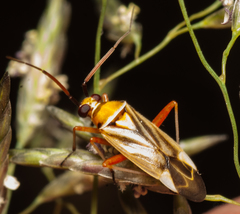 Stenotus transvaalensis