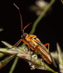 Stenotus transvaalensis